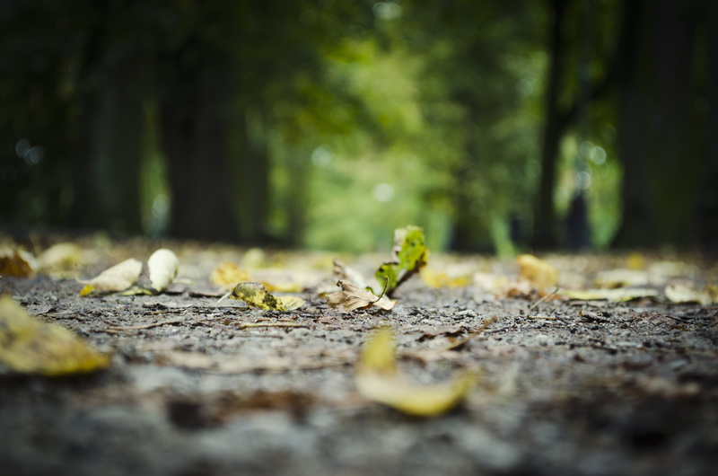 selective focus, close-up, dried leaves, 4K, falling, leaf, green color, forest, park, plant part, day, light, art, tree, land, no people, macro, beauty in nature