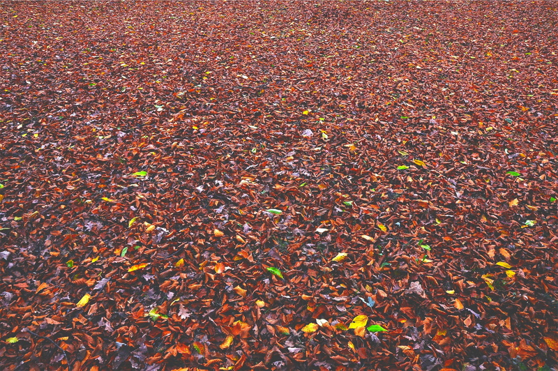 field, no people, autumn, high angle view, orange color, full frame, ground, nature, beauty in nature, dry, falling, tranquility, natural condition, 1080P