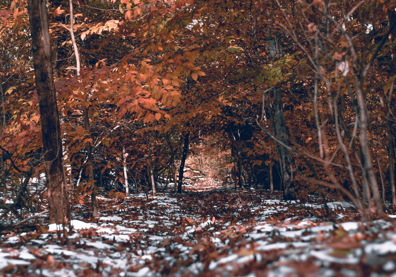 day, plant part, leaf, maple, 4K, building, snow, beauty in nature, tree, ground, falling, orange, trees, change, leaves, growth, nature, winter, vegetation