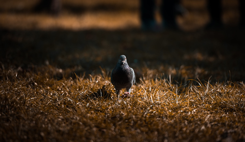 nature, shadow, brown, 5K, bird, pigeon, field, walking, gray, perching, dried, ground, animal wildlife, land, one animal, dark, animal themes, selective focus
