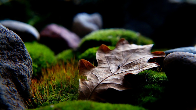 autumn, moss, green color, rocks, animal themes, close-up, plant, beauty in nature, green, land, maple leaf, nature, photograph, surrounded, vulnerability