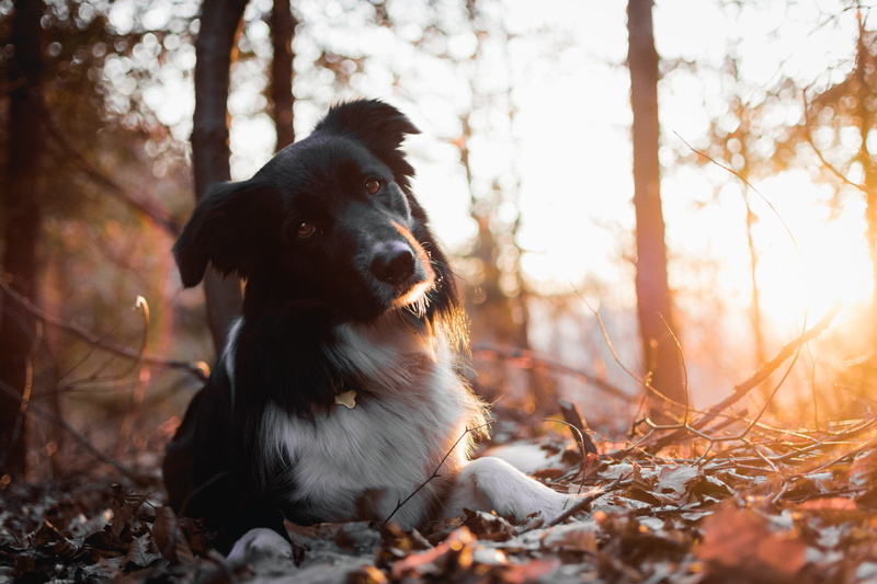 leaves, animal themes, lying, border collie, outdoors, collie, land, head, looking, border, nature, ground, animal, black, sunlight, plant, woodland, ear