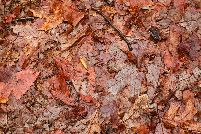 change, textured, ground, wet, leaves, wood - material, autumn, pattern, bark, 5K, no people, plant part, maple, dry, rough, brown, day, borwn, close