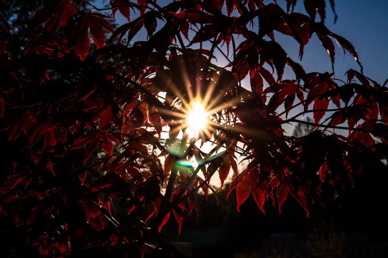 low angle view, patrick hendry, silhouette, bright, sky, sunbeam, growth, red leaves, tranquility, tree, sunlight, branch, nature, red tree, streaming