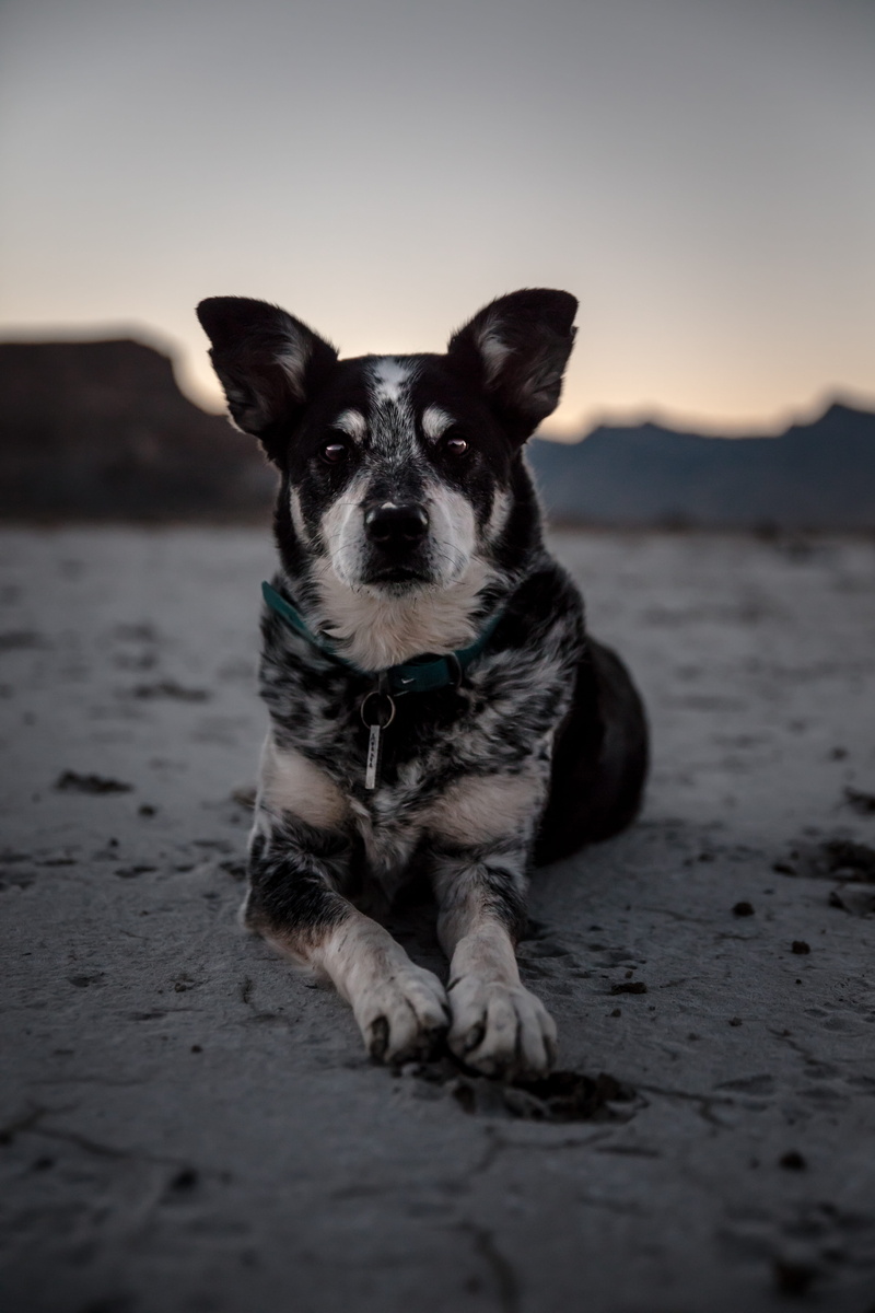 coated, land, landscape, sunrise, face, dog, portrait, mammal, sky, black, utah, nature, desert, vertebrate, focus, patrick hendry, coast, beach, sand