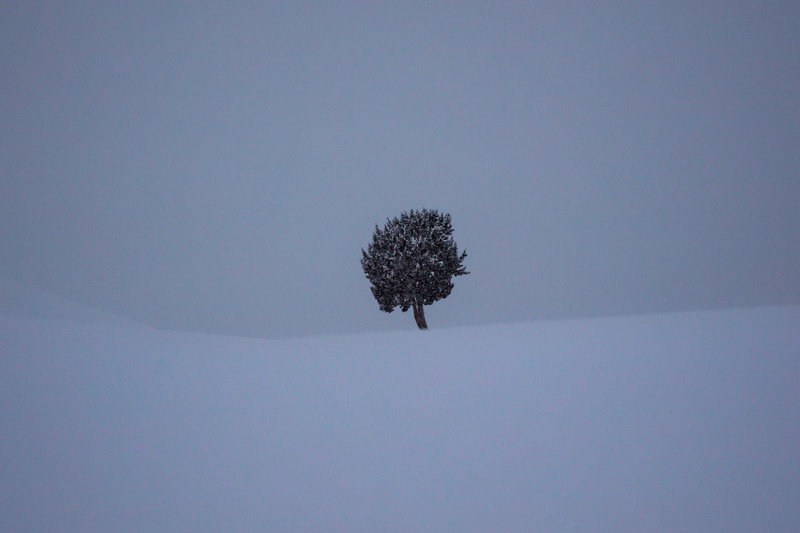 snow, outdoors, tranquility, land, silhouette, conifer, field, no people, bird, slope, sky, plant, day, isolated, tree, deep snow, 8K, pine, cold temperature