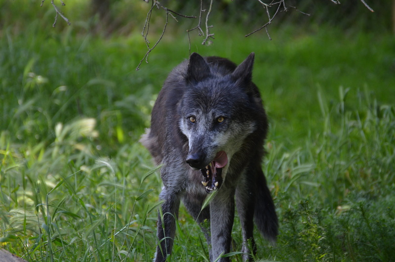 4K, nature, mammal, looking, outdoors, no people, gray Wolf, plant, canine, animals In The Wild, animal themes, vertebrate, purebred dog, animal, dog