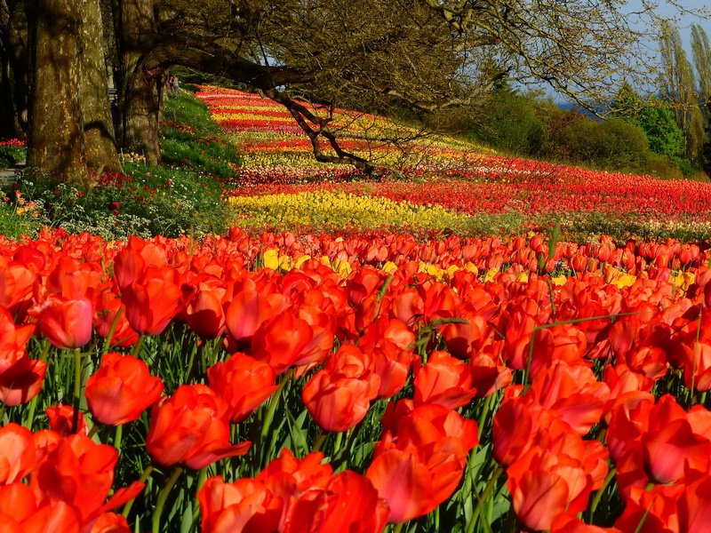 outdoors, flowers, day, mainau, abundance, lake constance, land, orange, flowering plant, flower, background, yellow, orange color, springtime, field, 4K