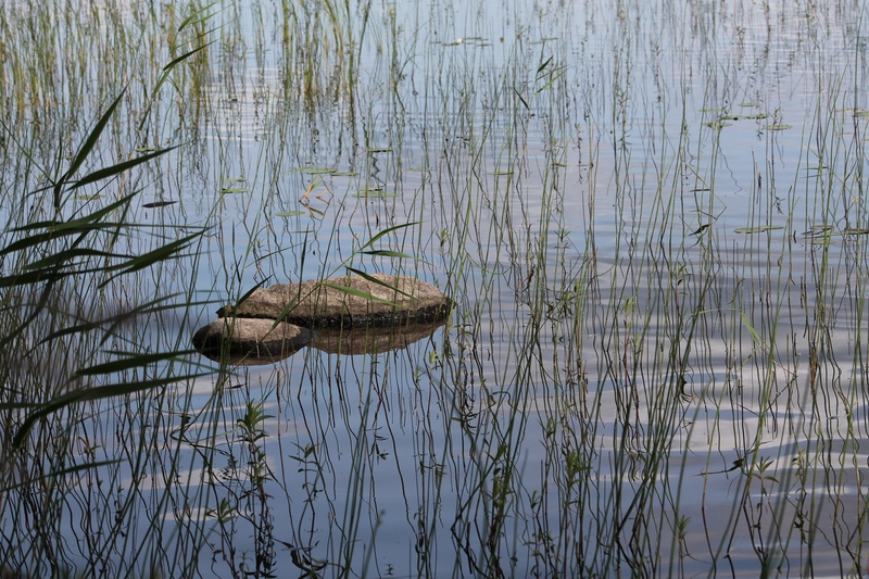 waterfront, plant, finnish, no people, floating on water, hay, reptile, 4K, beauty in nature, one animal, landscape, animal wildlife, animal themes, blue