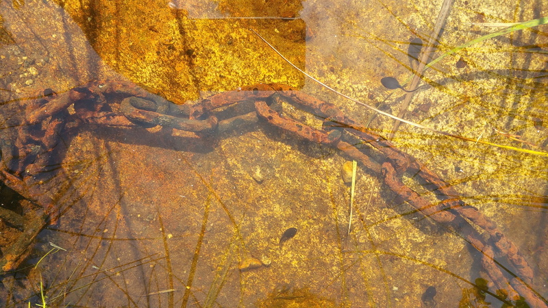 no people, water, leaf, 2K, bottom, tree, high angle view, lake, rusty, animal wildlife, leaves, change, chain, autumn, plant, animal, nature, forest