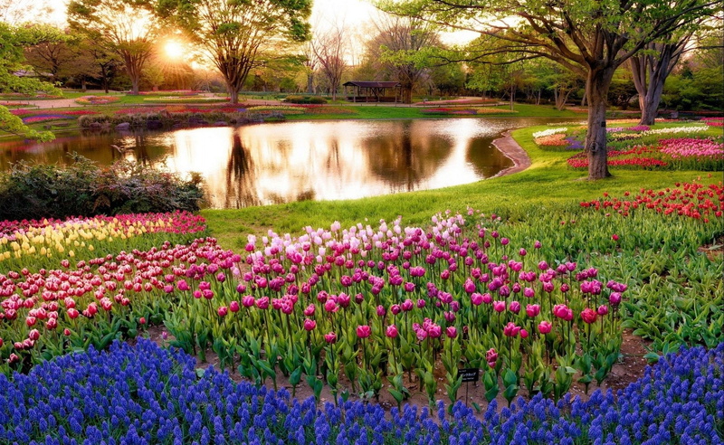 outdoors, ornamental garden, pink color, water, beauty in nature, springtime, growth, lake, plant, freshness, tranquil scene,  lake, flower, nature, garden