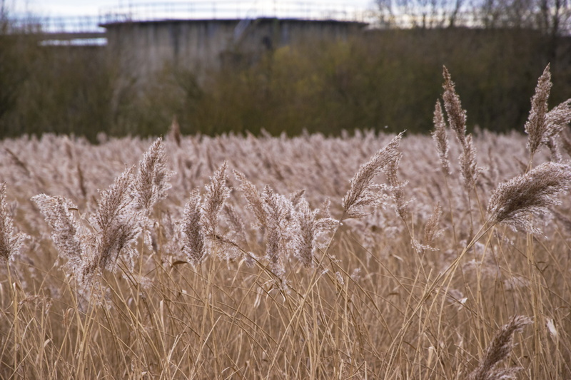 day, no people, tranquility, brown, focus on foreground, rural scene, nature, agriculture, plant, selective focus, close-up, tranquil scene, conservation area
