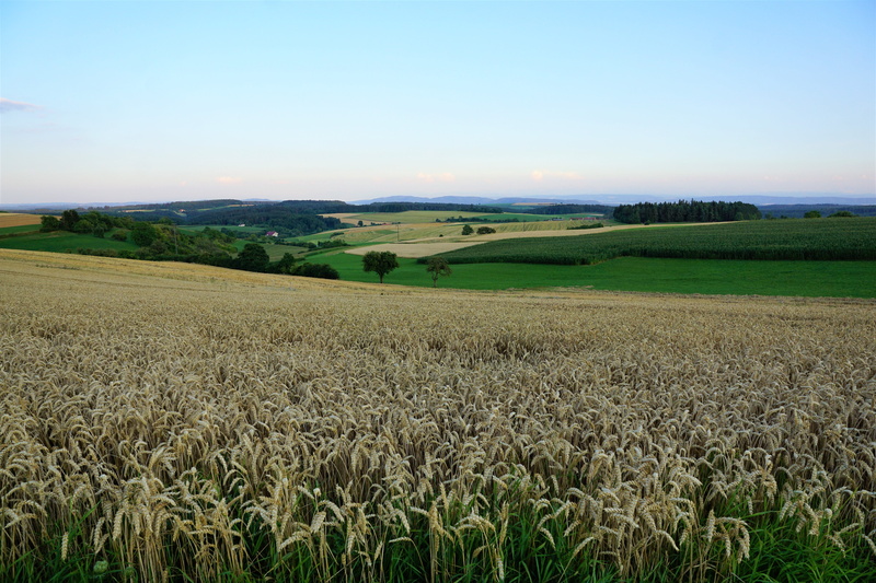 europe, sing, narrow, thanksgiving, rural scene, vacations, sky, tranquil scene, environment, miss mountain, nature, plant, ripe, tranquility, emmingen