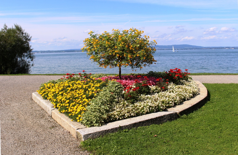 flowering plant, lake, sea, day, tree, flower, sky, water, flowerbed, yellow, nature, freshness, romanshorn, beautiful, cloud - sky, 4K, scenics - nature