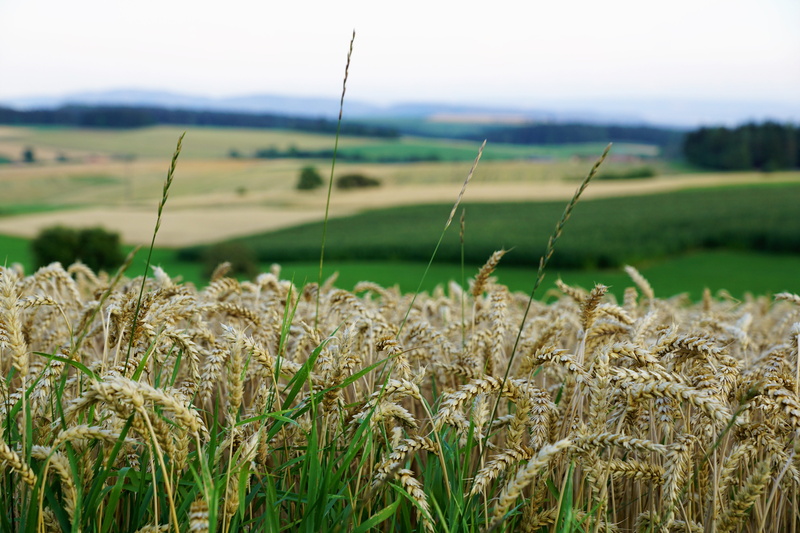 miss mountain, harvest, tuttlingen, hegau, tranquility, narrow, festival, vacations, no people, beauty in nature, europe, thanksgiving, bed, cereal plant