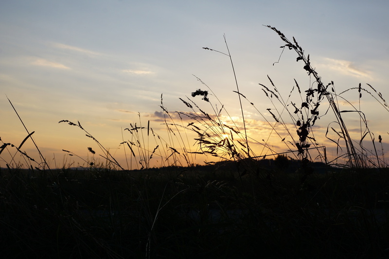 hegau, emmingen, growth, grain, landscape, timothy grass, thanksgiving, outdoors, sunset, environment, vacations, grass, europe, harvest, scenics - nature