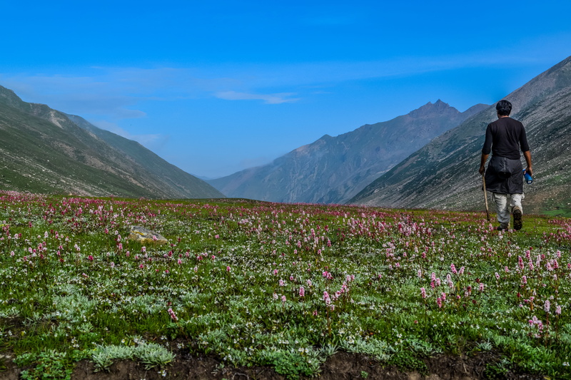 nature, pakistan, solitude, tranquil scene, loneliness, dudipat lake, 5K, plant, flower bed, flower, men, leisure activity, idyllic, hike, mountain, grass