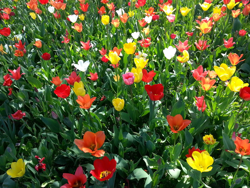petal, colorful, flowering plant, spring, plant part, flower, green color, tulpenbluete, flowerbed, growth, no people, flower bed, lake constance, fragility