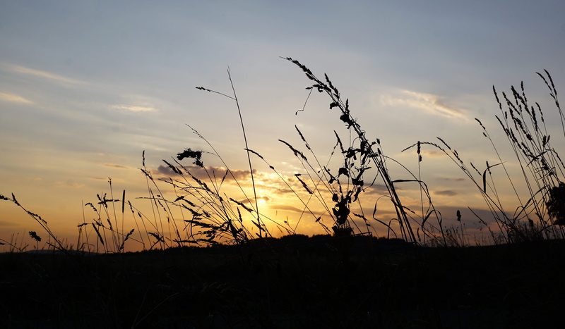 stalk, sky, emmingen, bread, scenics - nature, narrow, sunset, landscape, holidays, switzerland, tranquility, outdoors, tuttlingen, grain, lake constance