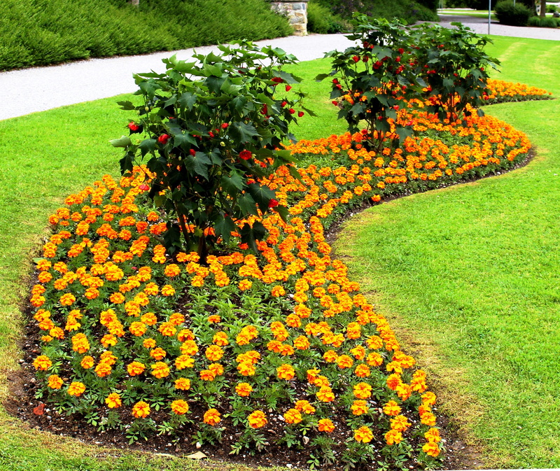 outdoors, yellow, flowerbed, flowering plant, Flowers, flower, lake park, day, high angle view, switzerland, Flower Bed, springtime, no people, flower head
