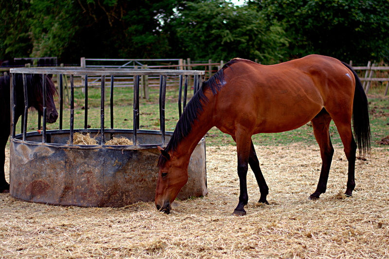 summer, animal, brown, mare, animal pen, paddock, horses, feeding station, animal themes, 5K, field, herbivorous, livestock, day, farm, mammal, horse