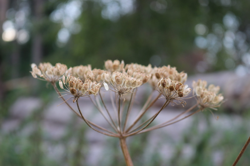 wild plant, no people, evening, freshness, flower, plant stem, nature, fragility, 5K, plant, close-up, vulnerability, growth, outdoors, away, inflorescence