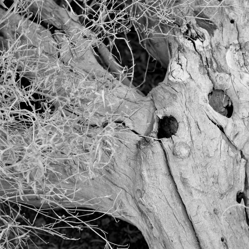leaf, day, pattern, backgrounds, wood, complexity, wood - material, 2K, parched, textured, plant part, dead plant, trunk, tree trunk, bark, grey, close-up