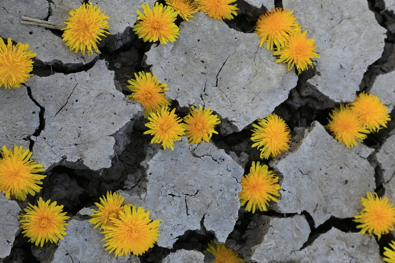 parched, patterns, plant part, dry, flowers, fragility, freshness, leaf, rock, growth, vulnerability, cracks, close-up, newgrowth, plant, flowering plant