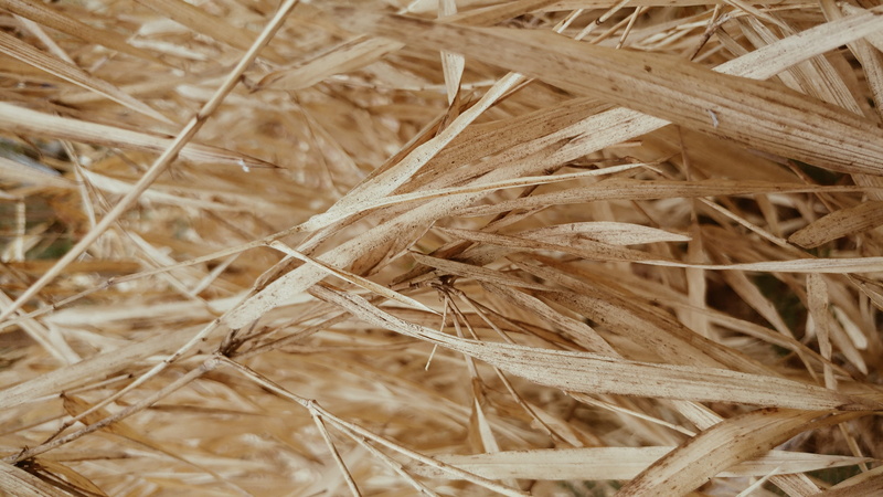 dead plant, bamboo leaves, land, nature, full frame, farm, backgrounds, cereal plant, 2K, brown, parched, plant, landscape, background, growth, field