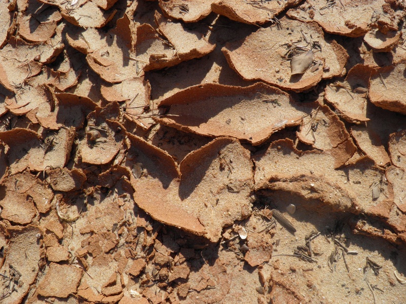 sunlight, 2K, dirt, drought, high angle view, backgrounds, leaves, dry, outdoors, mud, arid, background, close-up, directly above, nature, parched, beach