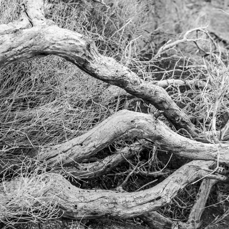 outdoors, desert, dry, plant, dead plant, tree, trunk, root, tangled, tree trunk, forest, branch, complexity, wood, day, intertwined, close-up, tranquility