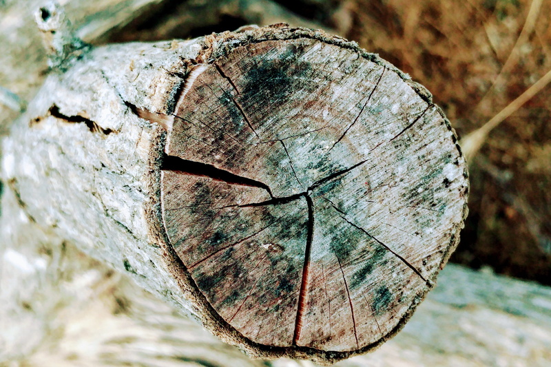 textures, wood, textured, outdoors, tree stump, no people, desktop, focus on foreground, trunk, closeup, day, dry, tree, plant, log, 2K, tree ring, parched