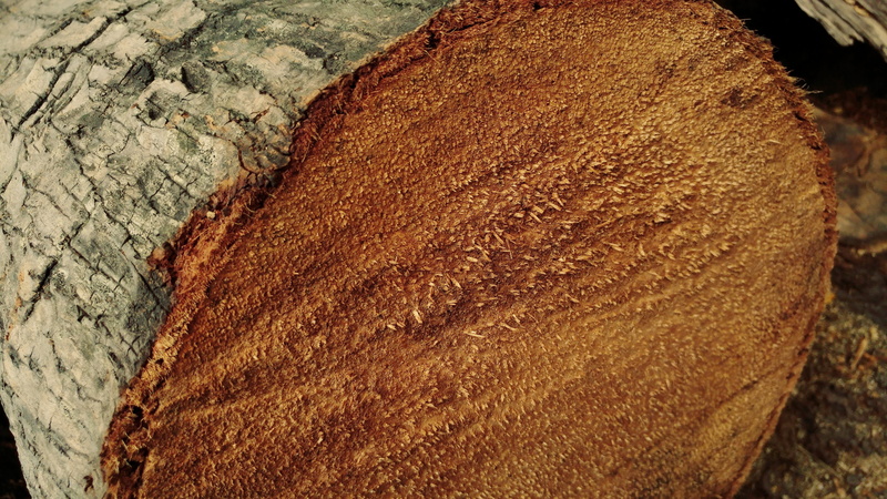 rough, close-up, outdoors, no people, wood, tree, freshness, palm log, still life, focus on foreground, brown, food and drink, lumber, land, textures, textured
