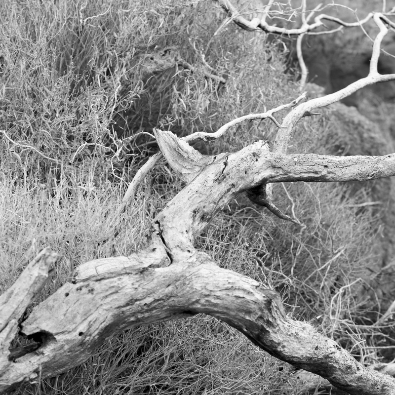 day, parched, root, branch, dry, drought, outdoors, 2K, wood, bone, land, grass, no people, wood - material, driftwood, tranquility, trunk, forest, tree trunk