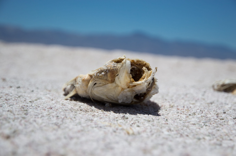 beach, outdoors, united states, dry, surface level, day, tilapia, animal themes, close-up, salton sea, nature, no people, parched, animals in the wild