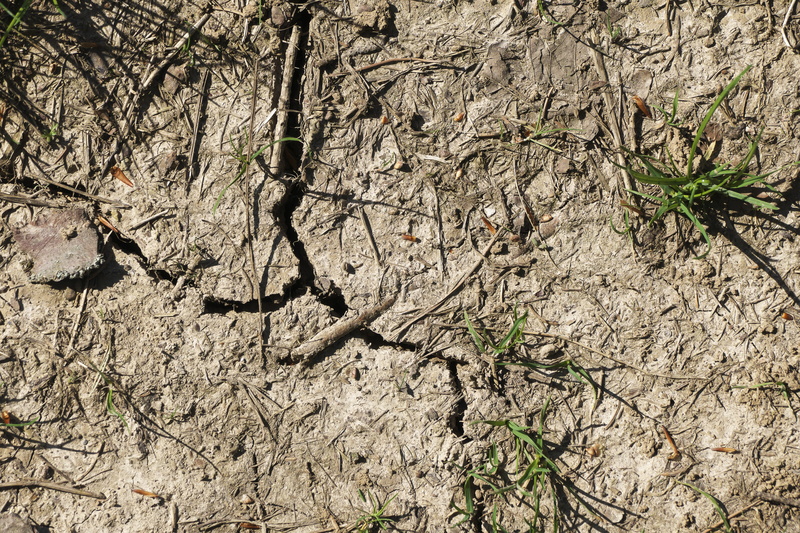 parched, animals in the wild, textured, plant, tree, drought, 5K, tree trunk, outdoors, no people, cracks, forest, day, beauty in nature, close up, animal themes