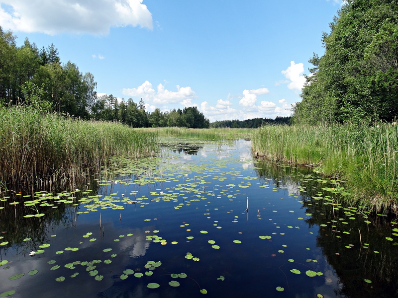 floating, Lake, sörmland, plant, water courses, Water Lilies, day, sky, Reed Beds, 5K, no people, water, floating on water, green color, tree, swamp, growth