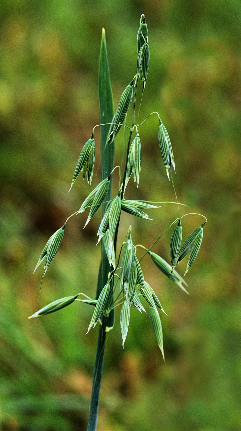 beauty in nature, sepal, day, cornfield, cereals, nature, no people, 4K, green color, plant, arable land, growth, field, spike, focus on foreground, plant stem