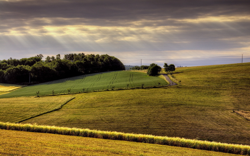tranquility, tranquil Scene, crop, hills, sunlight, outdoors, growth, environment, landscape, farm, wheat, 2K, field, no People, morning, scenics - nature