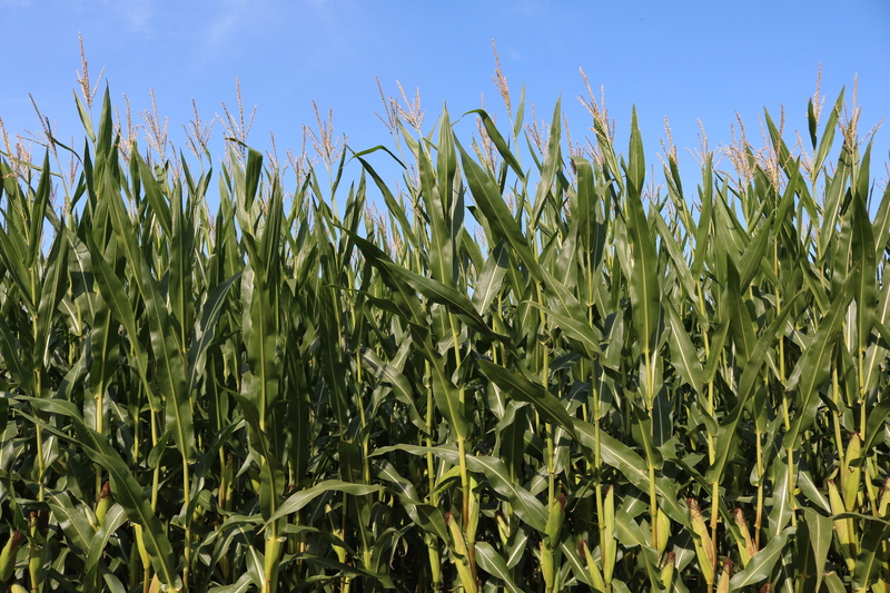 beauty in nature, tranquility, environment, nature, industry, rural scene, cornfield, corn on the cob, harvest, grows, sky, land, arable land, scenics - nature