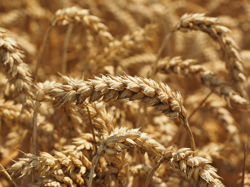 harvesting, food, wheat, landscape, ripe, cultivation, farm, backgrounds, plant, rural Scene, agricultural, halm, agriculture, 4K, cornfield, triticum aestivum