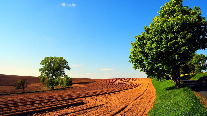 beauty in nature, plantation, 2K, Field, farm, land, Arable land, nature, outdoors, environment, agriculture, growth, rural scene, tranquility, no people