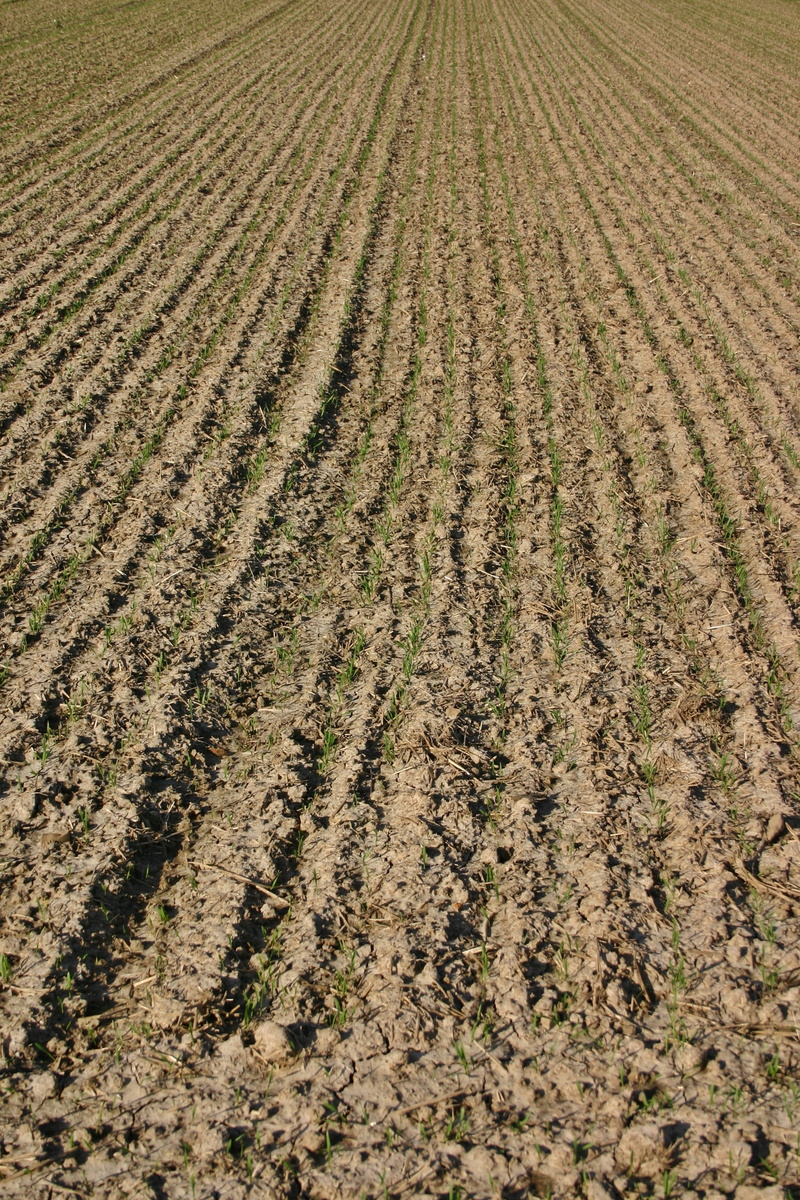 environment, nature, ground, soil, brown, land, cultivation, rural scene, crop, tranquility, plant, scenics - nature, arable, fields, arable land, symmetry