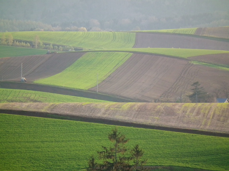 environment, plant, hokkaido, farm, landscape, agriculture, 2K, land, rural scene, plantation, arable land, scenics - nature, tranquility, hills, nature