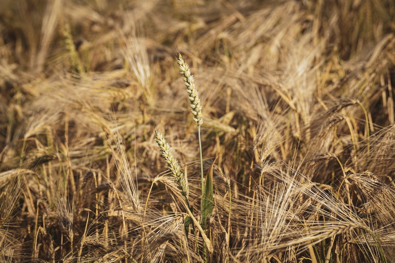 field, harvest, 5K, day, landscape, outdoors, food, land, beauty in nature, fields, resilience, grain, cornfield, eat, nature, no people, arable land
