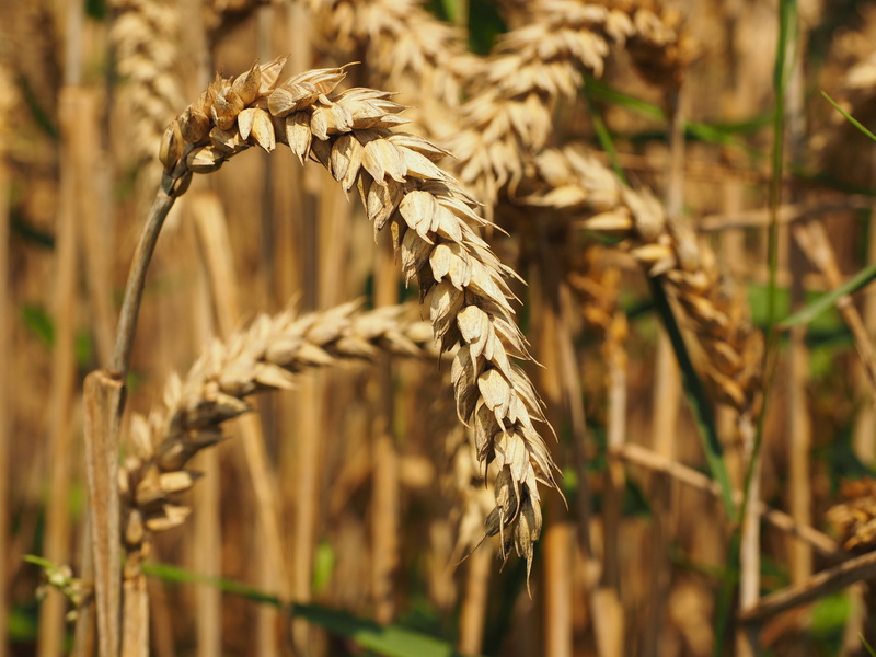 corn ear, close-up, land, no people, triticum aestivum, grass, cereal plant, wheat field, harvest, beauty in nature, spike, agricultural, ripe, cereals