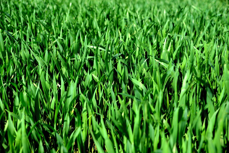 farm, landscape, agriculture, 5K, season, arable land, plant, backgrounds, full frame, green, foliage, cereals, rural scene, crop, land, growth, grass