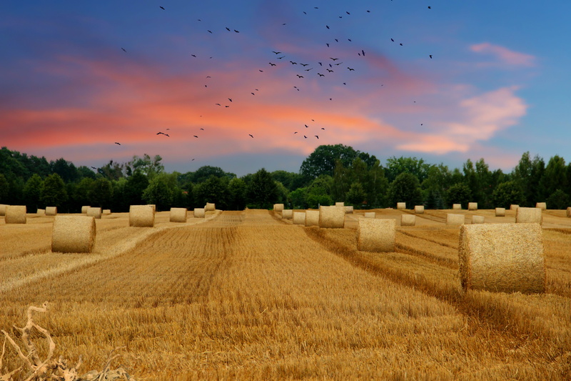 straw bales, cereals, animal themes, tree, harvest, field, flock of birds, large group of animals, tranquility, summer, animal, 5K, arable land, plant