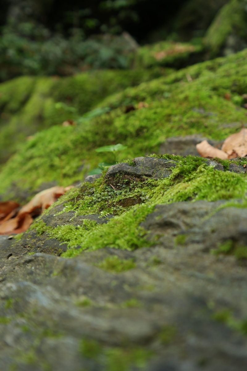 stone, real people, animal, human limb, animal wildlife, rock - object, animals in the wild, close up, animal themes, green, green color, day, close-up