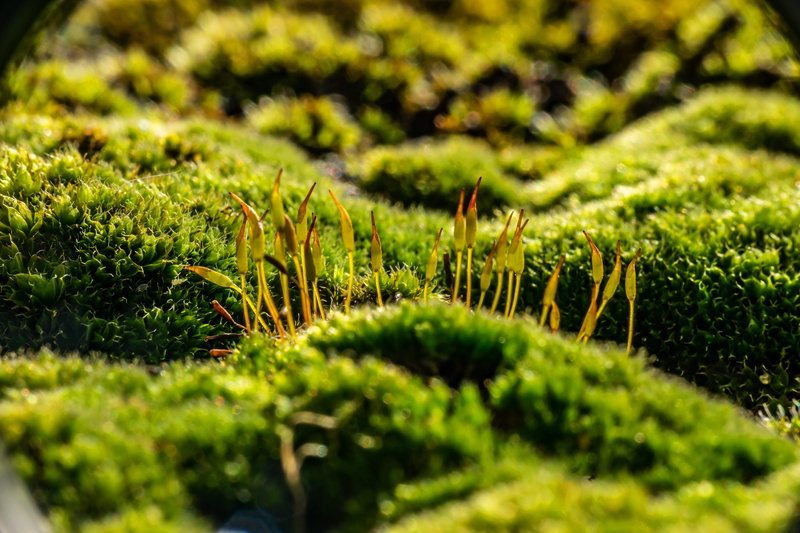 plant, foliage, land, forest floor, grass, nature, lush foliage, sunlight, beauty in nature, no people, green color, close-up, freshness, macro, surface level